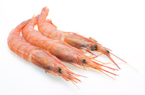 Gamba blanca
