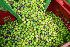 Aceite de oliva Arbequina