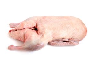 Pato