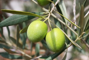 Aceite de oliva Hojiblanca