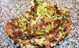 Lechuga hoja de roble