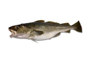 Bacalao
