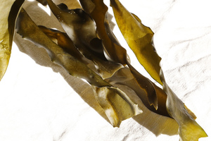 Alga Kombu
