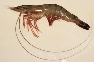 Langostino