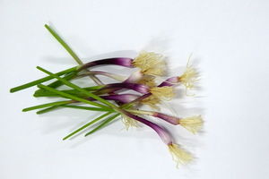 Microcebolla roja