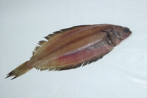 Gallo