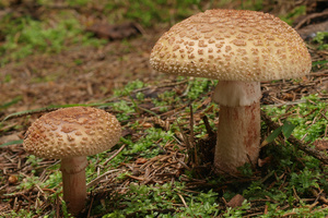 Amanita rubescens