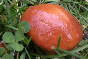 Boletus elegans