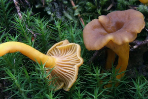 Cantharellus tubaeformis